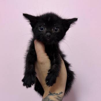 Camellia -  Domestic Long Hair Cat for Adoption in Webster, Texas - Camellia | PetCurious