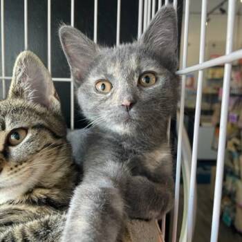 Peaches -  Domestic Short Hair Cat for Adoption in Dayton, Ohio - Peaches | PetCurious