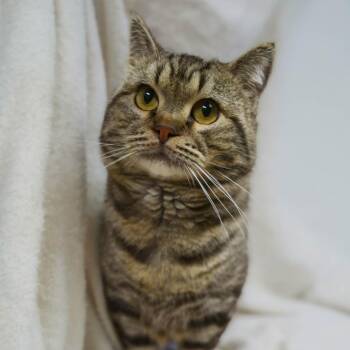 Manx Cats Available for Adoption in Versailles, Kentucky - Crimson | PetCurious