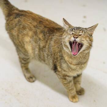 Mia -  Torbie Cat for Adoption in Lampasas, Texas - Mia | PetCurious