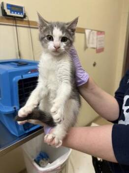 Dr Martens -  Domestic Short Hair Cat for Adoption in West Chester, Pennsylvania - Dr Martens | PetCurious