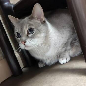 Domestic Short Hair Cats Available for Adoption in Davenport, Iowa - Squash | PetCurious