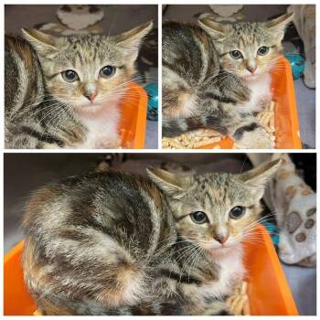 Spice -  Domestic Short Hair Cat for Adoption in New York, New York - Spice | PetCurious