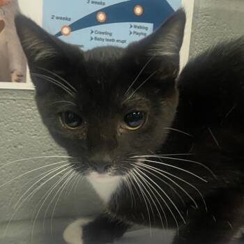 Munster -  Domestic Short Hair Cat for Adoption in Allentown, Pennsylvania - Munster | PetCurious