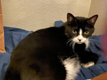 Domestic Medium Hair Cats Available for Adoption - Louie | PetCurious