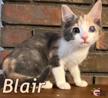 Blair -  Domestic Short Hair Cat for Adoption in Douglasville, Georgia - Blair | PetCurious