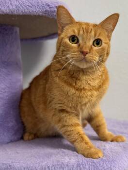 Bubbles -  Tabby Cat for Adoption in Palo Alto, California - Bubbles | PetCurious
