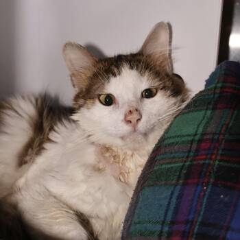 Domestic Short Hair Cats Available for Adoption in Briarcliff Manor, New York - Bodhi | PetCurious