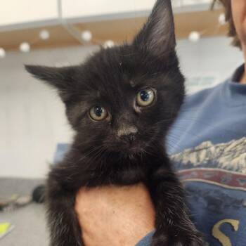 Quokka -  Domestic Short Hair Cat for Adoption in Pullman, Washington - Quokka | PetCurious