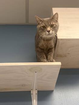 Tabby and Domestic Short Hair Cats Available for Adoption - Ghost | PetCurious