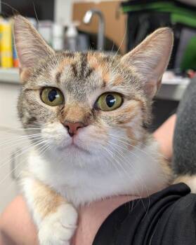 Domestic Short Hair Cats Available for Adoption in Canfield, Ohio - SUNFLOWER | PetCurious