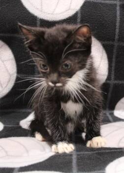 Charlie -  Domestic Short Hair Cat for Adoption in Vacaville, California - Charlie | PetCurious