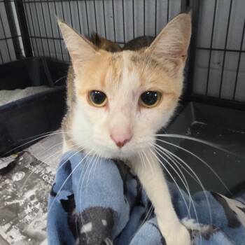 Lady -  Domestic Short Hair Cat for Adoption in Duncan, Oklahoma - Lady | PetCurious