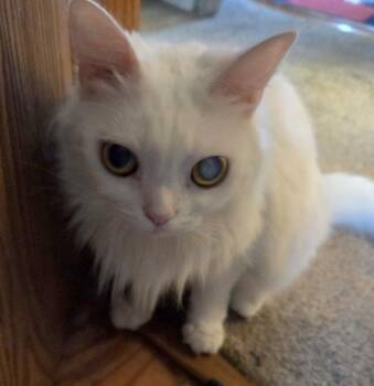 Turkish Angora and Domestic Medium Hair Cats Available for Adoption in Kenosha, Wisconsin - POLLY | PetCurious