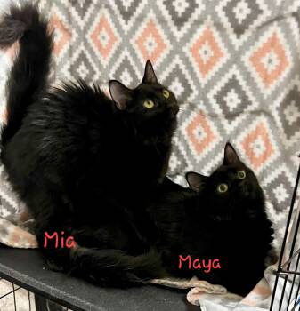 Mia & Maya -  Maine Coon and American Shorthair Cat for Adoption in Bertram, Texas - Mia & Maya | PetCurious