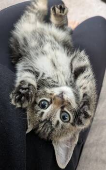 Domestic Short Hair Cats Available for Adoption in Sanford, North Carolina - Obi | PetCurious