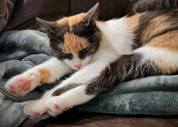 Calico Cats Available for Adoption - Rockette PLIV | PetCurious