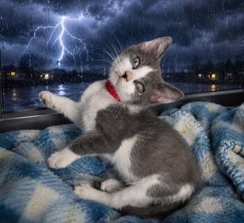 Lightning -  Domestic Short Hair Cat for Adoption in Washington Court House, Ohio - Lightning | PetCurious