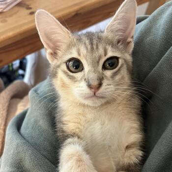 Inez (Folklore) -  Domestic Short Hair Cat for Adoption in Charlotte, North Carolina - Inez (Folklore) | PetCurious