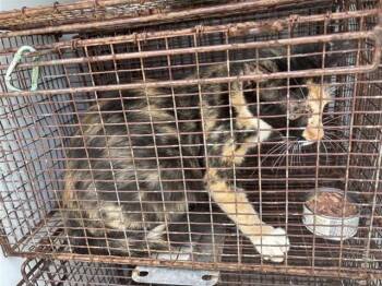 A662178 -  Domestic Short Hair Cat for Adoption in Houston, Texas - A662178 | PetCurious