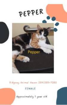 Rescue American Shorthair Cats for Adoption in Ridgway, Pennsylvania - Pepper | PetCurious