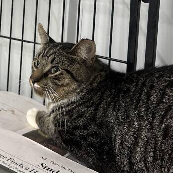 Cyclops -  Domestic Short Hair Cat for Adoption in Corbin, Kentucky - Cyclops | PetCurious
