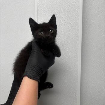 Rudy -  Domestic Short Hair Cat for Adoption in Abilene, Texas - Rudy | PetCurious
