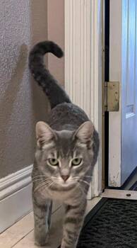 Domestic Short Hair Cats Available for Adoption in Oceanside, California - Minestrone  | PetCurious