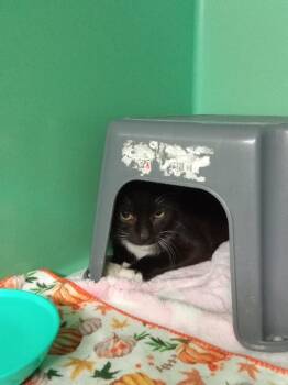 Ruhn -  Domestic Short Hair Cat for Adoption - Ruhn | PetCurious