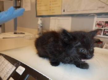 TRUFFLE -  Domestic Medium Hair Cat for Adoption in San Jose, California - TRUFFLE | PetCurious