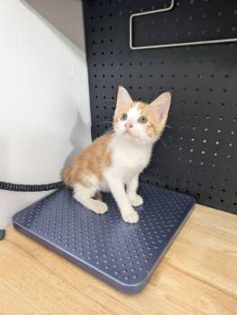 Menelaus -  Domestic Short Hair Cat for Adoption in Dayton, Minnesota - Menelaus | PetCurious