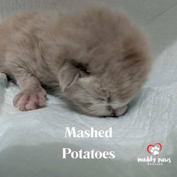 Rescue Domestic Short Hair Cats for Adoption in Council Bluffs, Iowa - Thanksgiving Dinner: Mashed Potatoes | PetCurious