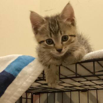 Little Guy -  Domestic Short Hair Cat for Adoption in Harrisonburg, Virginia - Little Guy | PetCurious