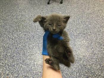 Domestic Short Hair Cats Available for Adoption in Thousand Palms, California - A1913628 | PetCurious