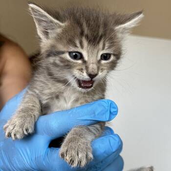Miller -  Domestic Long Hair Cat for Adoption in Durango, Colorado - Miller | PetCurious