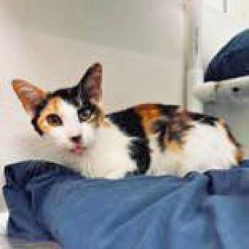 Arabella -  Domestic Short Hair Cat for Adoption in Portsmouth, Ohio - Arabella | PetCurious