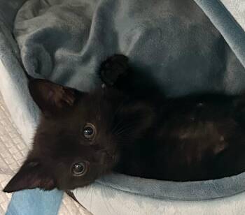 Yang -  Domestic Short Hair Cat for Adoption in Long Beach, California - Yang | PetCurious