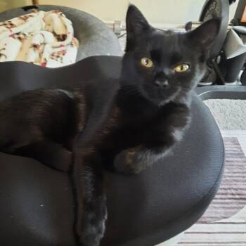 Batty Koda -  Domestic Short Hair Cat for Adoption in Roanoke, Virginia - Batty Koda | PetCurious