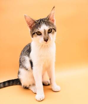 Rescue Domestic Short Hair Cats for Adoption in Springfield, Missouri - Amy Carter | PetCurious