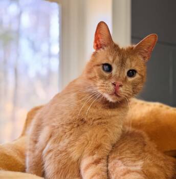 Rescue Domestic Short Hair Cats for Adoption in Emporia, Virginia - Mango | PetCurious