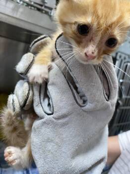 Nova - At shelter -  Domestic Short Hair Cat for Adoption in Rustburg, Virginia - Nova - At Shelter | PetCurious