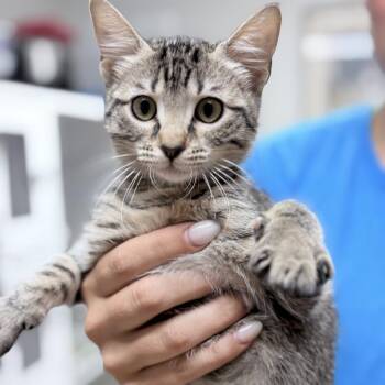 Mabel-2597 -  Domestic Short Hair Cat for Adoption in Tyler, Texas - Mabel-2597 | PetCurious