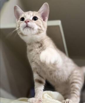 Rescue Domestic Short Hair Cats for Adoption in Long Beach, New York - Jackson | PetCurious