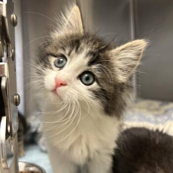 Domestic Long Hair Cats Available for Adoption in Lynchburg, Virginia - Bo | PetCurious