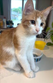 Reggie -  Tabby Cat for Adoption in Hamilton, Ontario - Reggie | PetCurious