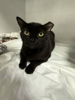 Tennessee -  Domestic Short Hair Cat for Adoption in Columbia, South Carolina - Tennessee | PetCurious