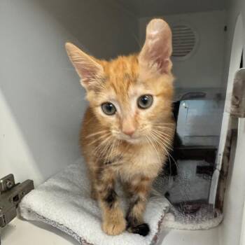 Twinkie -  Domestic Short Hair Cat for Adoption in Lakewood, California - Twinkie | PetCurious