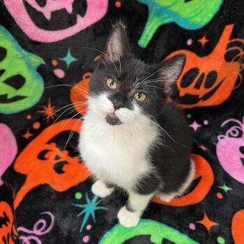 Boo -  Domestic Short Hair Cat for Adoption in Fairmont, Minnesota - Boo | PetCurious