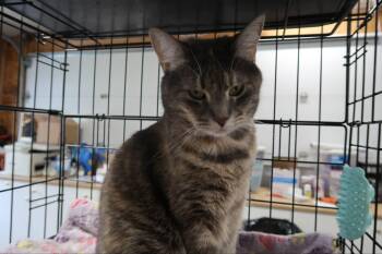 Rescue Domestic Short Hair Cats for Adoption in Akron, New York - Skyla | PetCurious