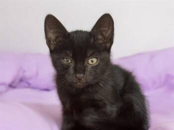 TYLER -  Domestic Short Hair Cat for Adoption in Fort Lauderdale, Florida - TYLER | PetCurious